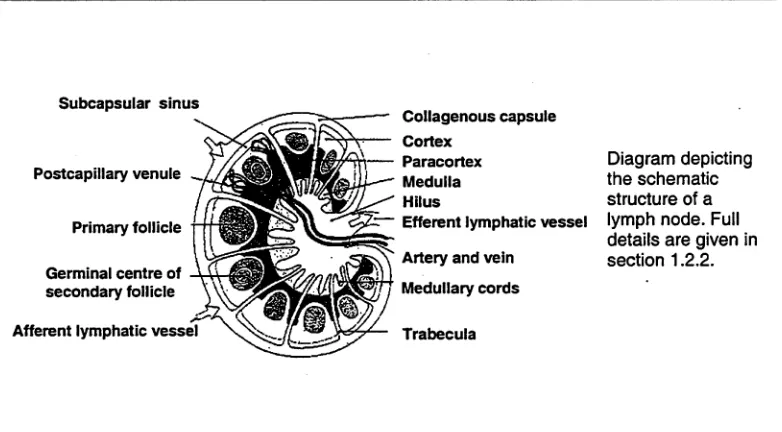 Figure 1.2: Cross section of lymph node