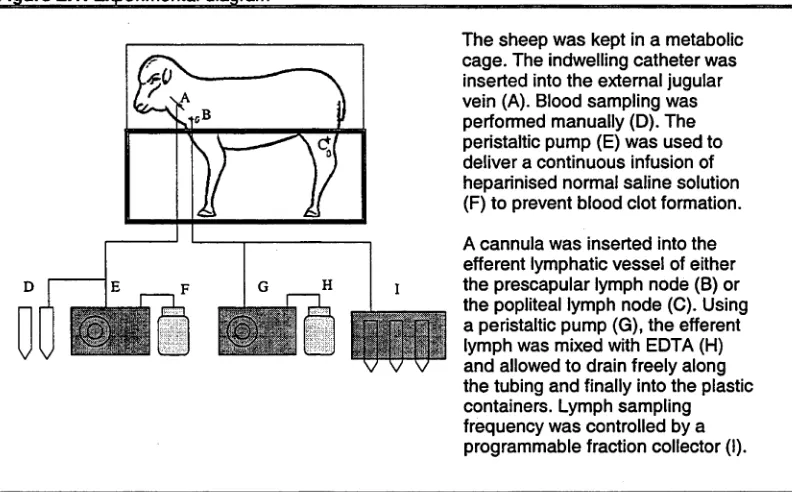 Figure 2.1; Experimental diagram 