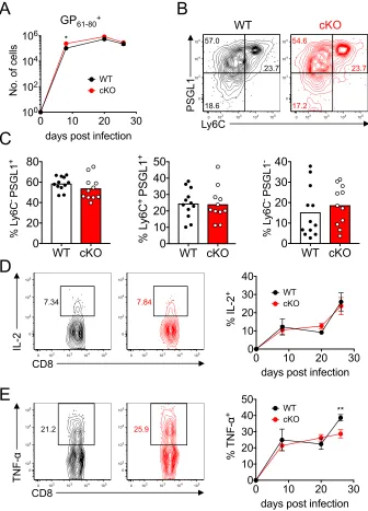 Figure 4.S2. The virus-specific CD4+ T cell response within LCMV-Cl13 infected WT versus cKO mice