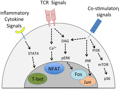 Figure 1.1: T cell signaling during effector differentiation: Productive activation 