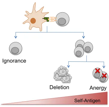 Figure 1.2: Multiple fates of CD8+ T cell tolerance: Steady state tolerogenic DCs 