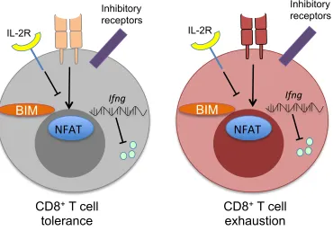 Figure 1.4: Comparison of molecular pathways in CD8+ T cell tolerance and 