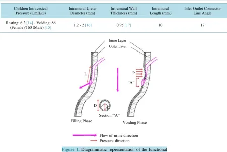 Table 1. Geometrical data of intramural ureter and ureterovesical junction.                                           