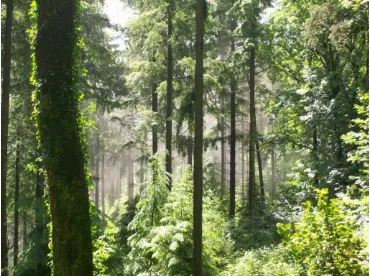 Figure 2-5 : A reforested part of the ancient forest of Selwood, in Stourton parish Photo: Cathy Day 