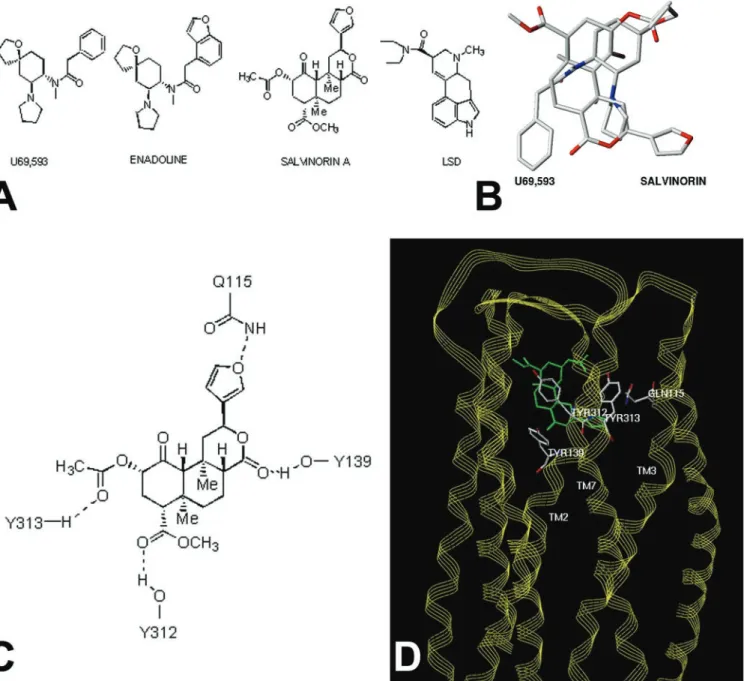Fig. 1. Molecular modeling predicts Salvinorin A is a structurally novel ␬ opioid ligand