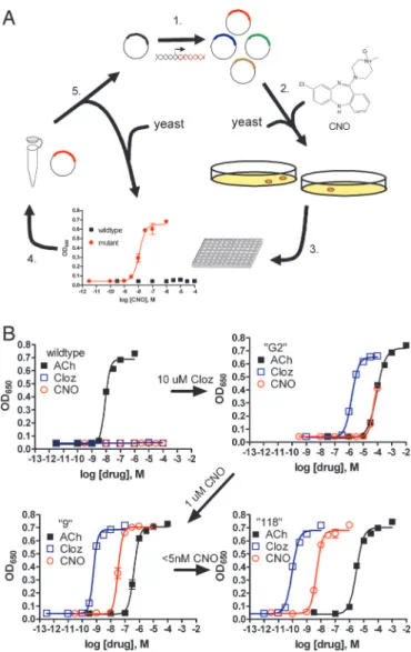 Fig. 1. Pharmacological profiles of an rM 3 ⌬i3 receptor mutant selected during directed molecular evolution for CNO responsiveness