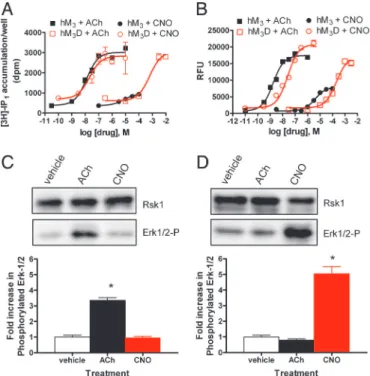 Fig. 2. Focused screening of hM 3 receptor mutants to optimize CNO stimulation of PI hydrolysis in HEK T cells