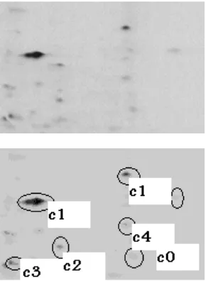 Figure 1: Part of 2-D Gel Electrophoresis image when  C=6 