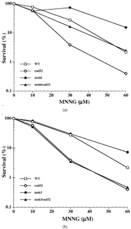 Figure 1. MNNG sensitivity of the MMR-deficient (msh3 or msh6) and/ or HR-deficient (rad52) strains