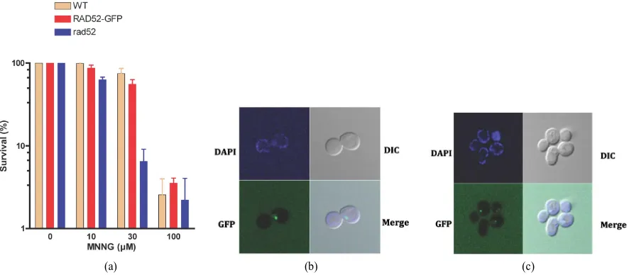 Figure 2. Formation of RAD52-GFP tagged strain upon DNA damage. (a) Survival of the RAD52 (WT), RAD52-GFP (WT) and rad52 (null) strains to MNNG exposure