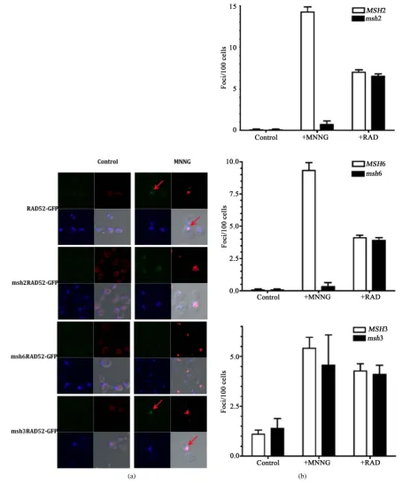 Figure 3. The MSH2-MSH6 complex is required for foci formation upon DNA damage. (a) Visualization of DNA dam-age sites as indicated by histone H2AX phosphorylation (red regions)