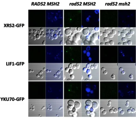Figure 4. Inactivation of HR increases the frequency of MNNG-induced NHEJ foci dependent on mis-match repair