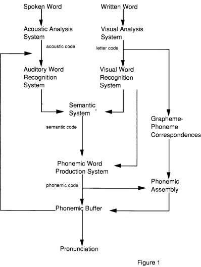 Figure 1 The model is based around the concept of two processing routes - the lexical and the 
