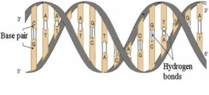 Fig. 1: DNA Structure 