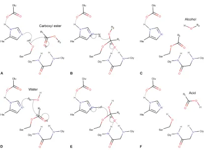 Figure 1.4. The mechanism of a CBE reacting with a carboxyl ester. (A) The catalytic serine is activated by the coordinated histidine to react with the carboxyl ester resulting in a tetrahedral intermediate (B), which is stabilized by the glycine residues 