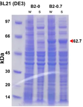 Figure 2.1. Expression trial of Cqestβ21 using BL21(DE3) E. coli competent cells and varied IPTG 