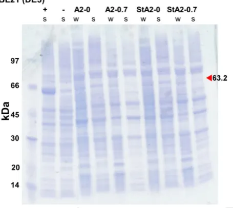 Figure 2.2. Expression trial of Cqestα21 and S-tagged Cqestα21 using BL21(DE3) E. coli competent 