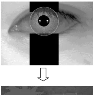 Fig 6:  Normalization of the left eye  