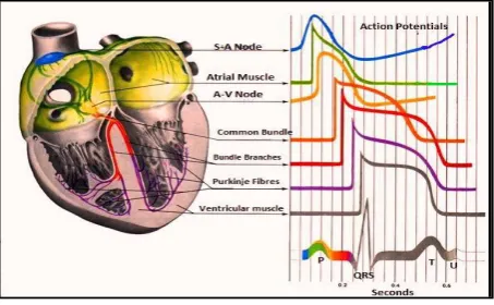 Fig. 1:  Electrical Conduction Path through the heart