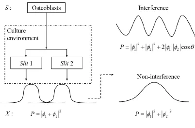 Figure 3.1 Double-slit model for osteoblasts. Thinking that osteoblasts start to move 