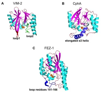 Figure 2.3 Three-dimensional structures of MBLs. (A) VIM-2, loop 1 and loop 2 are highlighted in red and green respectively (PDB ID: 1KO3, B1 subclass; Garcia-Saez et al., 2008), (B) CphA, with the elongated α3 helix highlighted in blue (PDB id: 1X8G, B2 s