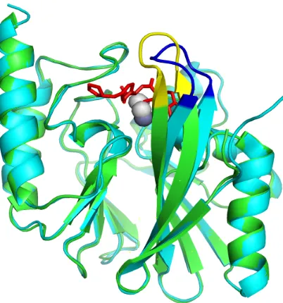Figure 2.5 Overlay of crystal structures of native IMP-1 (cyan with the loop 1 highlighted in blue; PDB ID: 1DDK; Concha et al., 2000) and its complex with a mercaptocarboxylate inhibitor (green with loop 1 highlighted in yellow; PDB ID: 1DD6; Concha et al