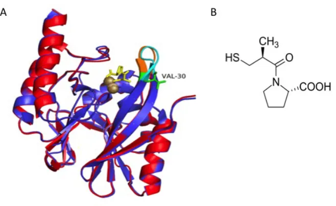 Figure 2.8 (A) Overlay of crystal structures of IMP-1 determined in the presence (blue 