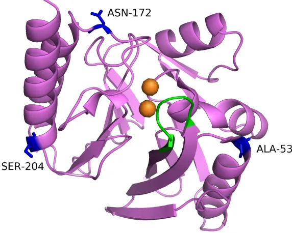 Figure 2.9 Crystal structure of IMP-1 β-lactamase (PDB ID: 5EV6; Hinchliffe et al., 