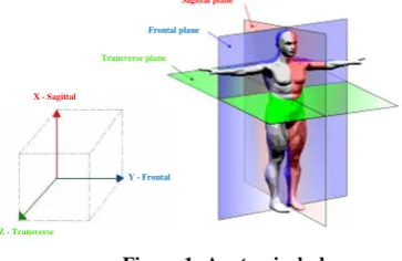 Figure 1: Anatomical planes 