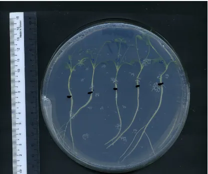 Figure 2.1: Five seedlings of Medicago truncatula were arranged in a 15cm 