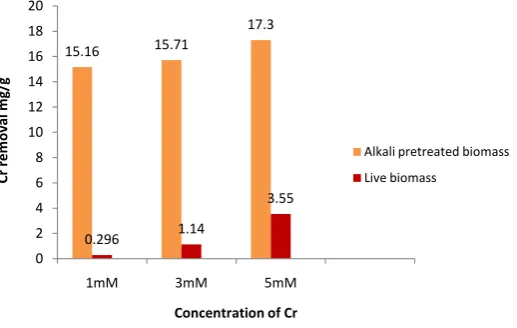 Figure 4. Comparison of chromium biosorption potential of alkali pre-treated and live A