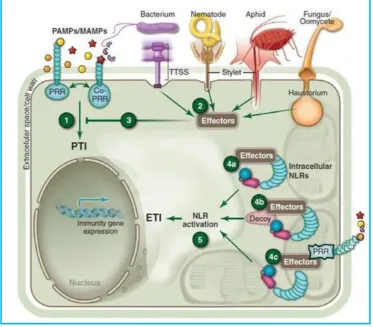 Figure 1.1 Schematic of plant multilayered immunity. Pathogens (bacteria, oomycetes, 