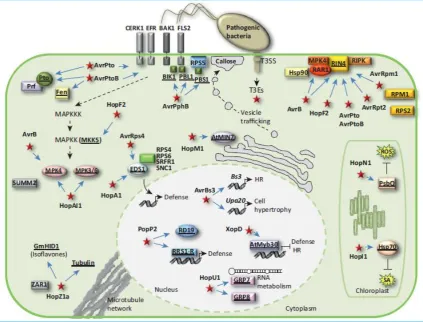 Figure 1.2 Bacterial type III effector proteins target a variety of plant proteins. Effector 