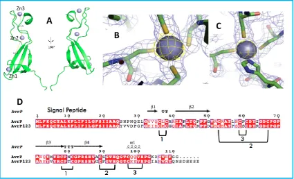 Figure 2.1 AvrP structure. (A) The overall structure of AvrP is shown as a ribbon diagram 