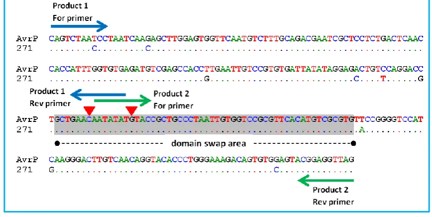 Figure 2.4 Primer design for the RIC method. The chosen domain swap area is 