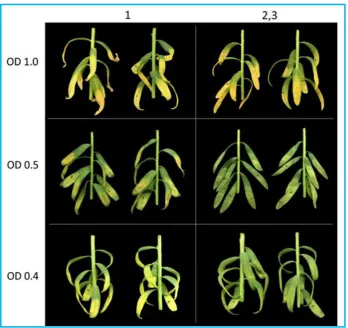 Figure 3.3 Necrosis/chlorosis induced by a dilution series of domain swaps 1 and 2,3 on 