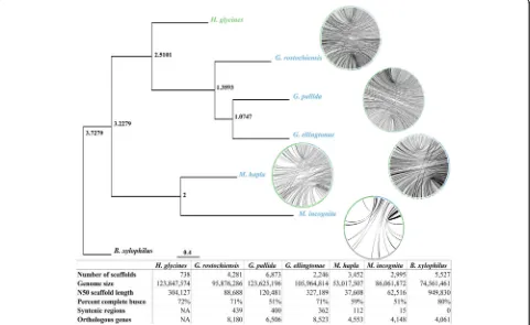 Fig. 1 Phylogenetic relationships of species related toxylophilus H. glycines. Phylogenetic tree of BUSCO genes with synteny representing the relatedness of eachspecies