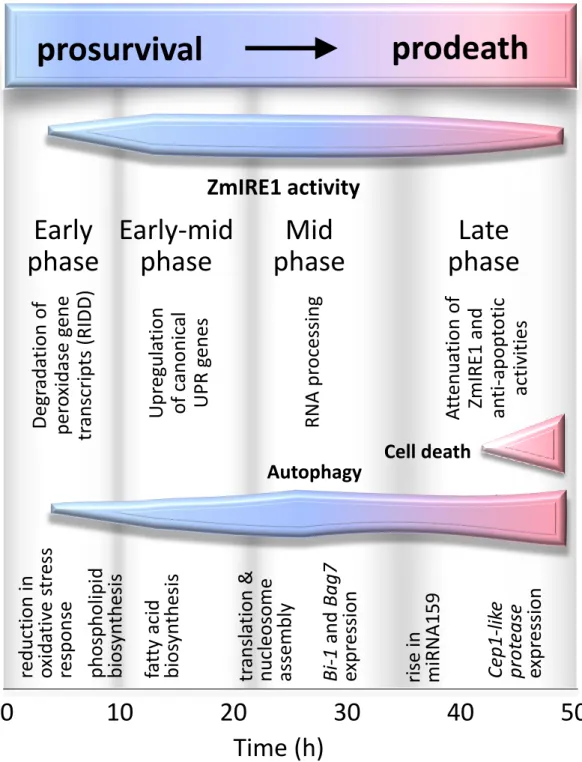 Figure 10. Phases during persistent ER stress involving major gene expression, cellular and  metabolic events