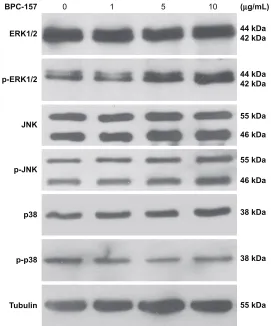 Table 3 list of genes differentially expressed in hUVecs after BPc-157 (10 μg/ml) stimulation, determined using the signal Transduction PathwayFinder™ rT2 Profiler™ PCR Array (2-fold change)
