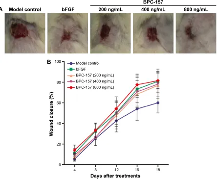 Figure 1 Efficacy of BPC-157 in murine wound healing compared to that of bFGF.Notes: (A) Representative images of wounds on the 18th day in the five tested groups: untreated rats, bFGF-treated rats, and rats treated with different concentrations of BPc-157
