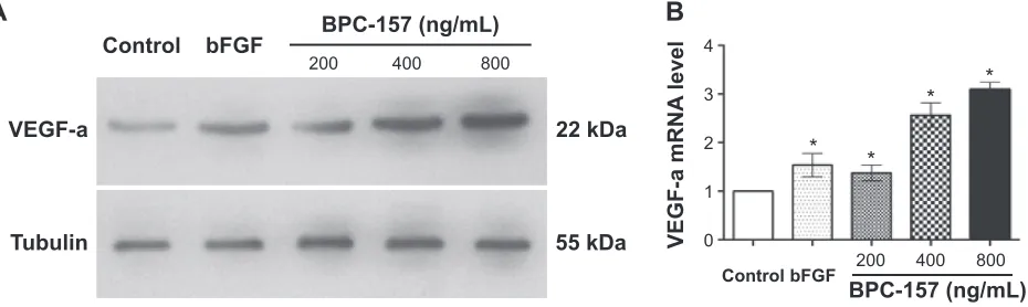 Figure 3 BPc-157 promoted the expression of VegF-a in wounded skin tissues.significantly different from the control group.Abbreviations:Notes: (A) Western blot analysis of the effect of BPc-157 on VegF-a protein expression