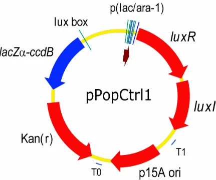 Figure 4.3. Implementation of the population control circuit (pPopCtrl1) by Lingchong 