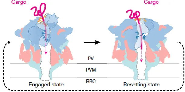 Figure 2: PTEX in engaged and resetting states unfolding and threading parasite protein cargo through pore