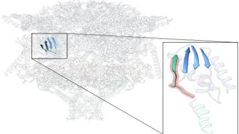 Figure 5: Interaction between HSP101 and EXP2 form an augmented β-sheet essential for the function of PTEX