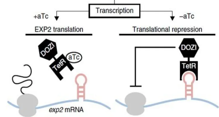 Figure 6: Schematic of TetR-DOZI-aptamer repression system to be used in the future of the study