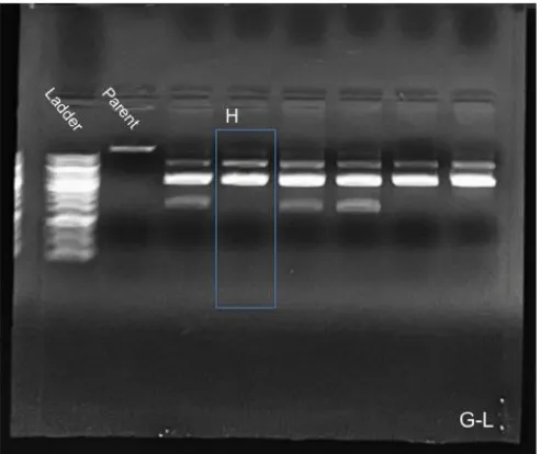 Figure 7: EB2 Colony H positive sequencing gel electrophoresis result. Parent digested in this study was incorrect and a subsequent digest to view PacI enzyme cut sites was performed to understand two cut sites observed