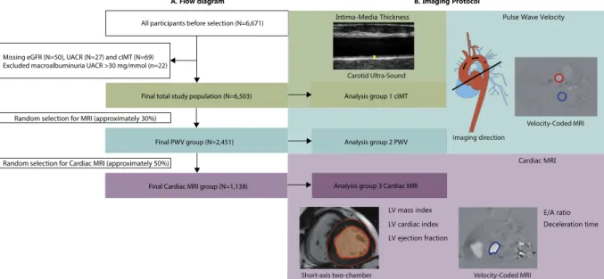 Table 3 shows the crude and adjusted regression coef ﬁcientsFig. 1. Flow diagram and imaging protocol for the total population, and PWV and cardiac MRI analysis subgroups.