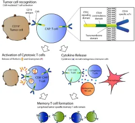 Figure 3. The recognition of tumor cells can lead to two possible outcomes: activation of cytotoxic T cells or cytokine release recruiting other immune cells (Davila, Bouhassira, et al., 2014)
