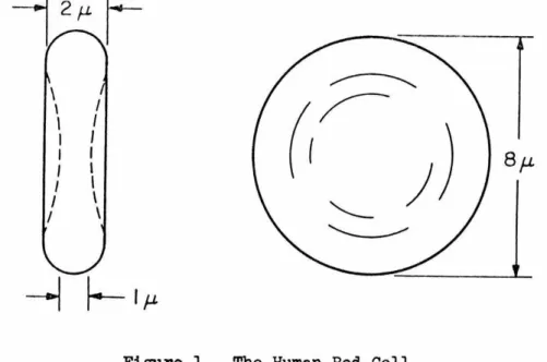 Figure  1.  The  Human  Red  Cell. 