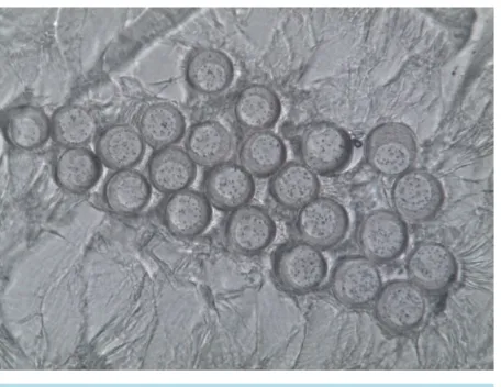 Figure 1. SEM of S/C type of developed FR yarn (S: nano- TiO, C: FR PET/original magnification 400×)